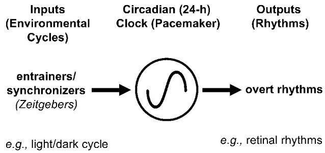 https://cdn.ncbi.nlm.nih.gov/pmc/blobs/abbc/8131545/41a748950040/fncel-15-647541-g0007.jpg