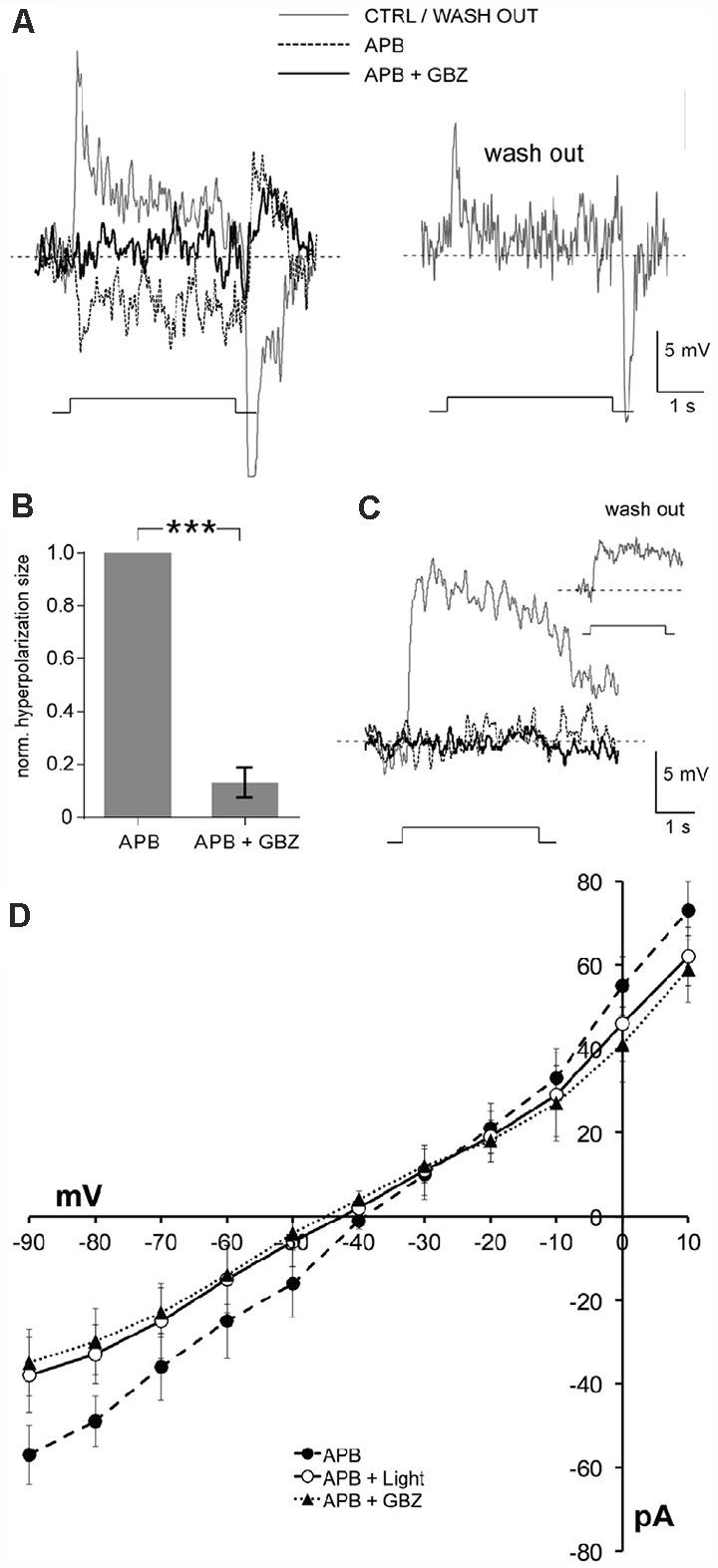 https://cdn.ncbi.nlm.nih.gov/pmc/blobs/abbc/8131545/8dd82233ce73/fncel-15-647541-g0005.jpg
