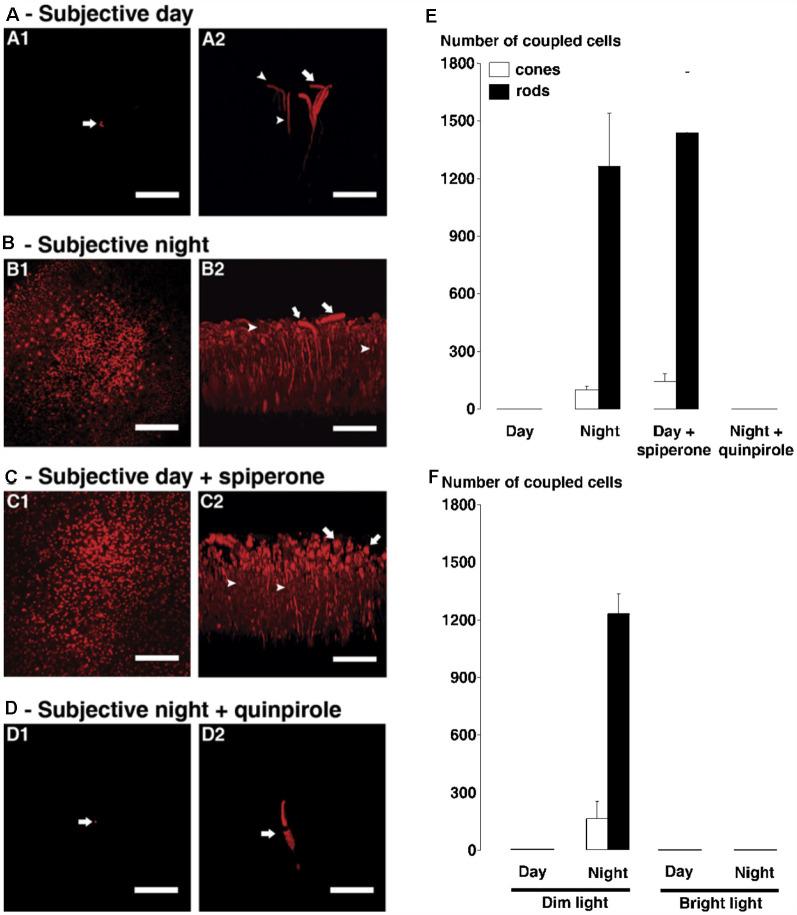 https://cdn.ncbi.nlm.nih.gov/pmc/blobs/abbc/8131545/d6fa1fca2104/fncel-15-647541-g0011.jpg