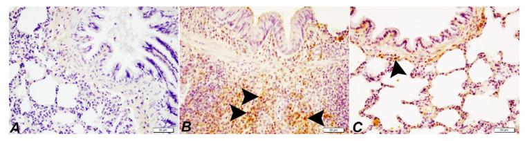 https://cdn.ncbi.nlm.nih.gov/pmc/blobs/abbe/9963576/6fd6110b6aca/pharmaceuticals-16-00221-g005.jpg