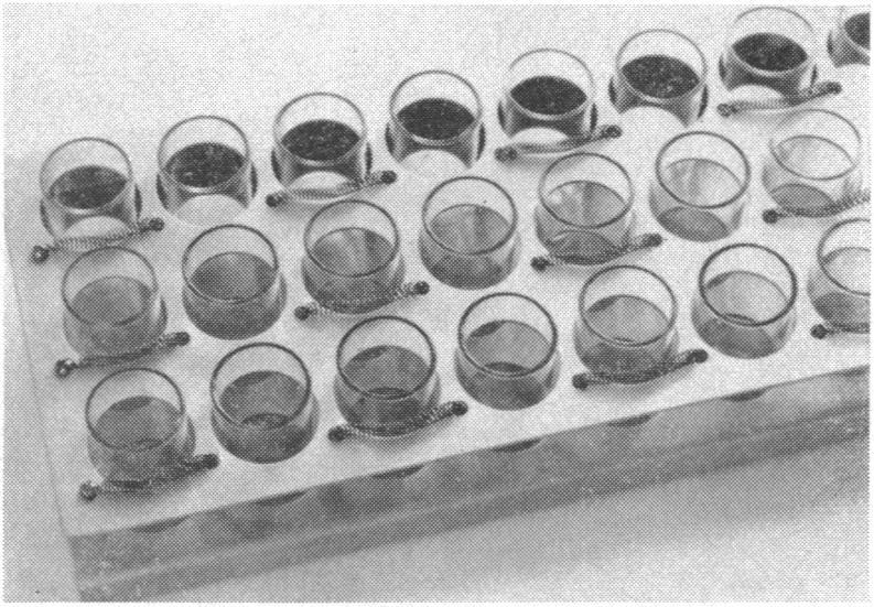 https://cdn.ncbi.nlm.nih.gov/pmc/blobs/abc0/1058463/f6b484a016bd/applmicro00364-0206-b.jpg