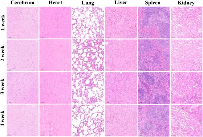 https://cdn.ncbi.nlm.nih.gov/pmc/blobs/abc0/11650703/3cf5c59455b4/fchem-12-1508912-g004.jpg