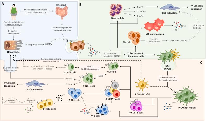 https://cdn.ncbi.nlm.nih.gov/pmc/blobs/abc0/11791866/6c6942c0c92e/gr3.jpg