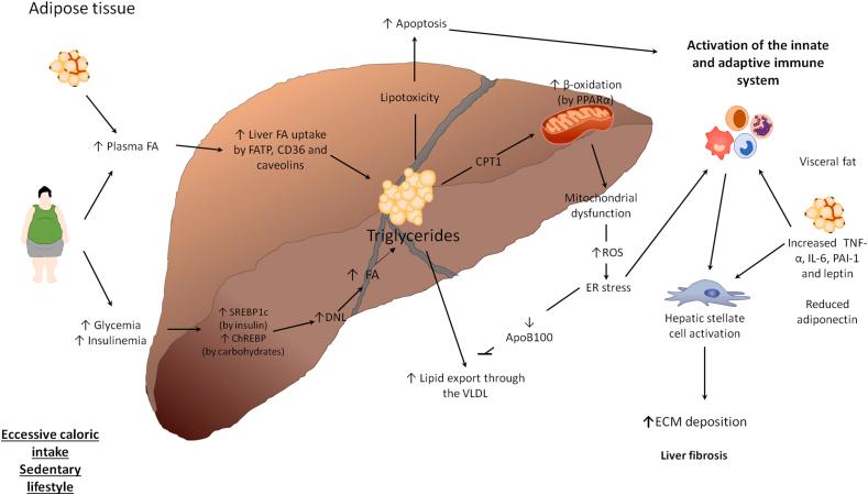 https://cdn.ncbi.nlm.nih.gov/pmc/blobs/abc0/11791866/af0a845b7621/gr2.jpg