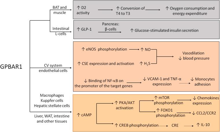 https://cdn.ncbi.nlm.nih.gov/pmc/blobs/abc0/11791866/b39a1b5f3723/gr5.jpg