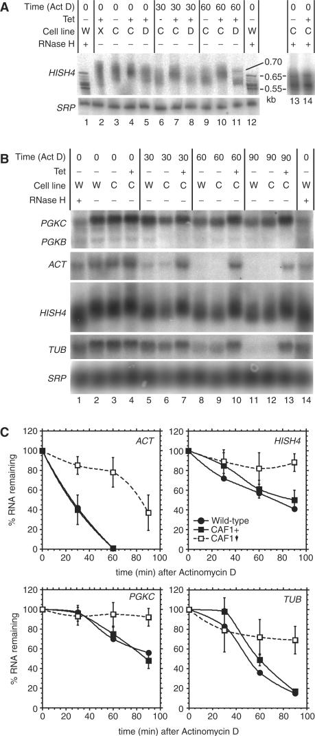 https://cdn.ncbi.nlm.nih.gov/pmc/blobs/abc5/2425496/f4c8e5c0ebc4/gkn108f4.jpg