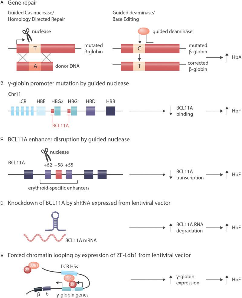 https://cdn.ncbi.nlm.nih.gov/pmc/blobs/abc5/7489710/6d860072ce44/hs9-4-e479-g004.jpg