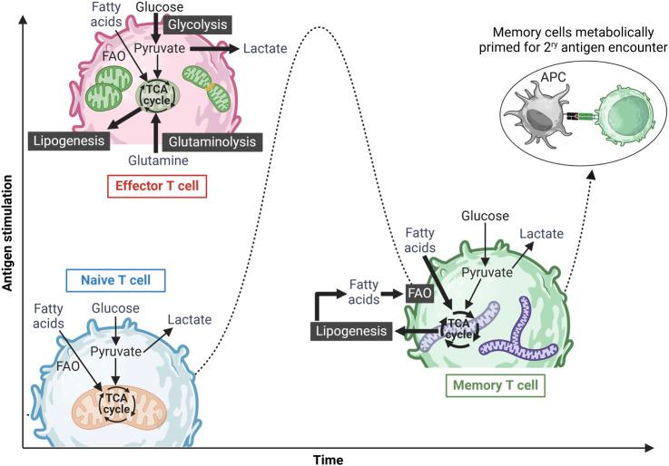 https://cdn.ncbi.nlm.nih.gov/pmc/blobs/abc7/12043688/4fbd12146fa9/fcell-13-1577081-g001.jpg