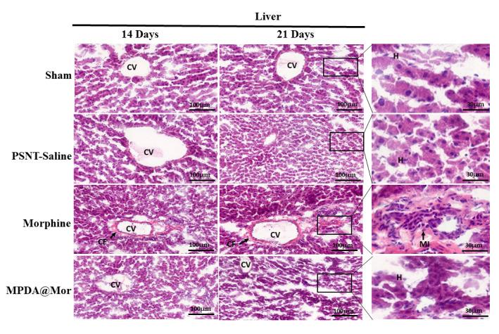 https://cdn.ncbi.nlm.nih.gov/pmc/blobs/abc9/7912557/4c3cf9bf394c/antioxidants-10-00195-g008.jpg