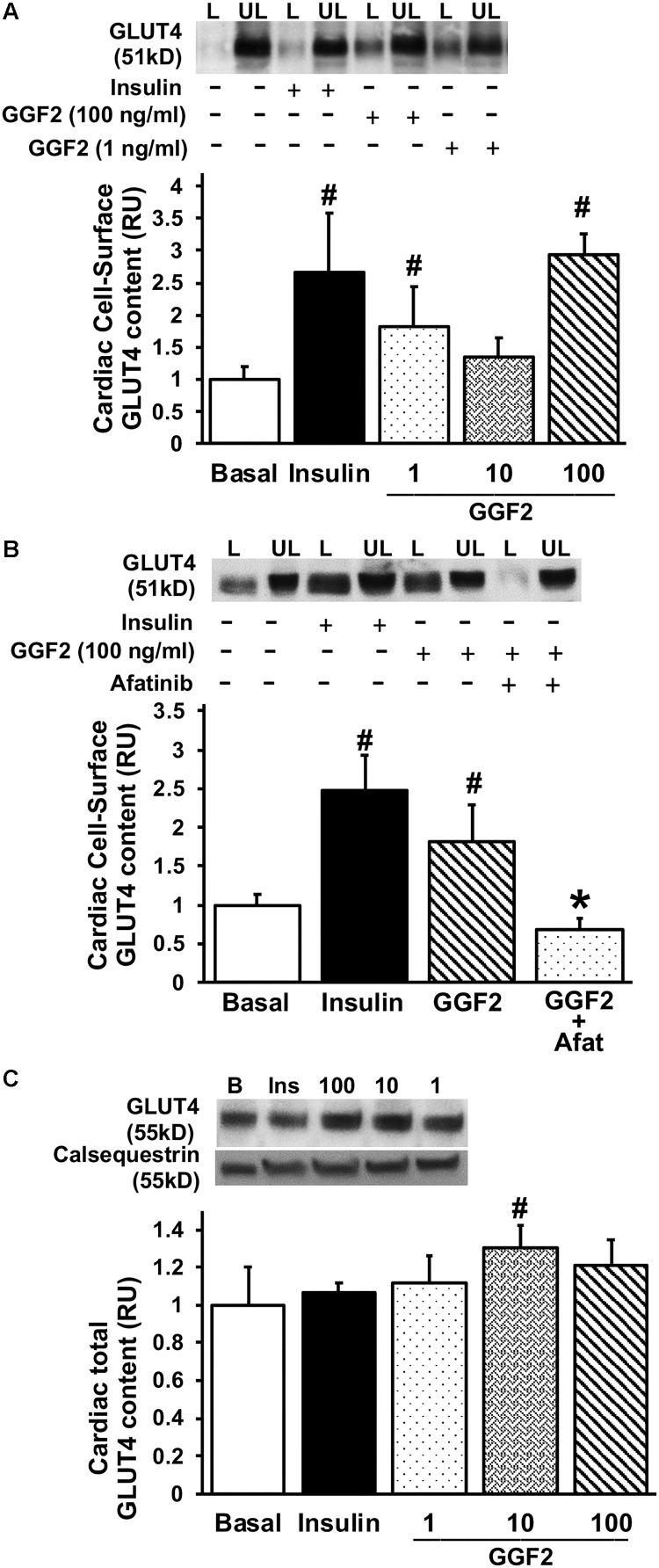 https://cdn.ncbi.nlm.nih.gov/pmc/blobs/abcc/6445869/056b65eed90d/fphys-10-00189-g002.jpg