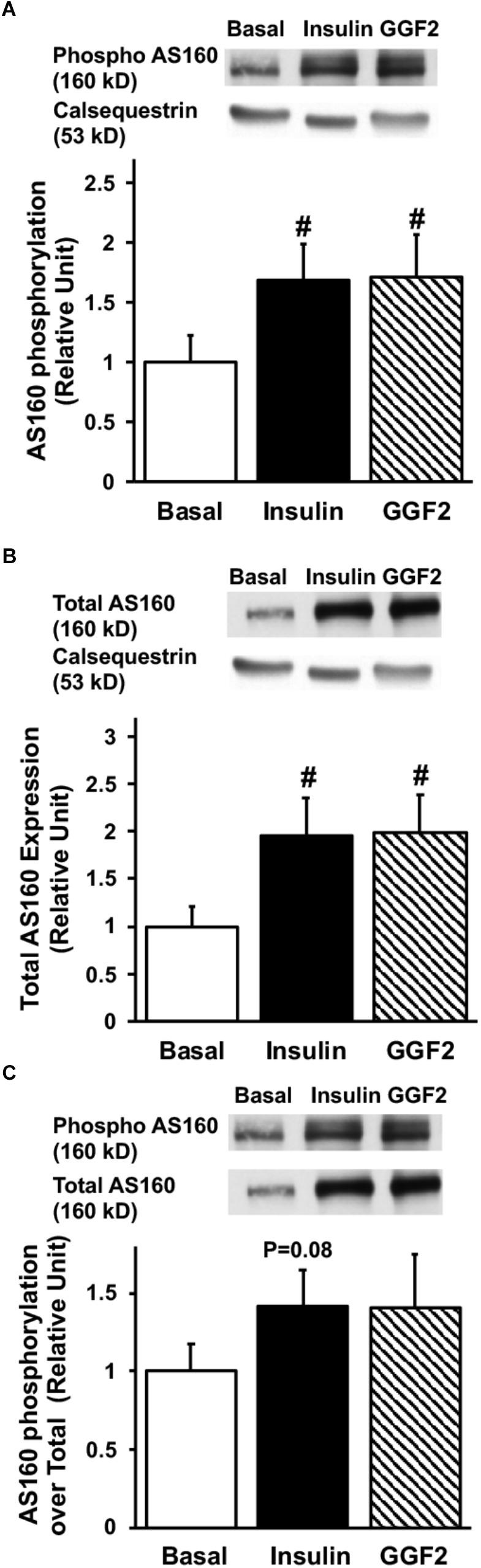 https://cdn.ncbi.nlm.nih.gov/pmc/blobs/abcc/6445869/6a2487255a29/fphys-10-00189-g004.jpg