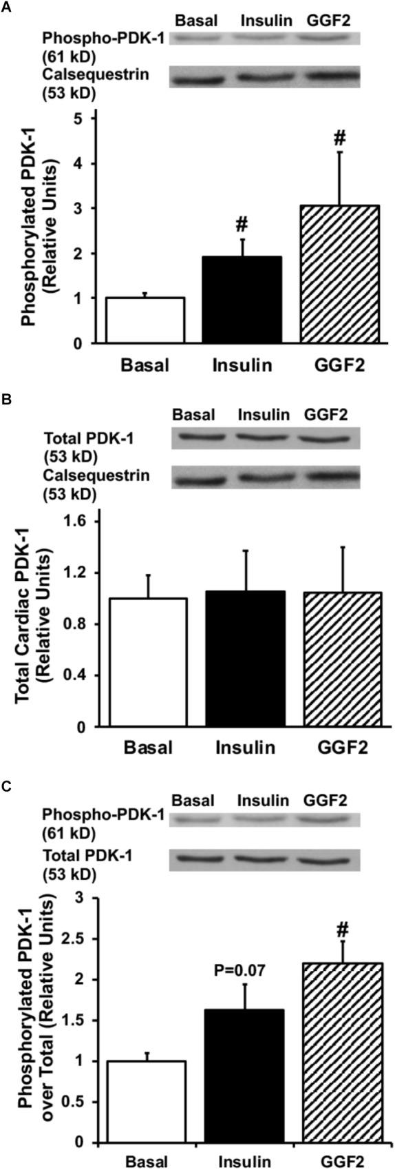 https://cdn.ncbi.nlm.nih.gov/pmc/blobs/abcc/6445869/74e6aedff250/fphys-10-00189-g005.jpg