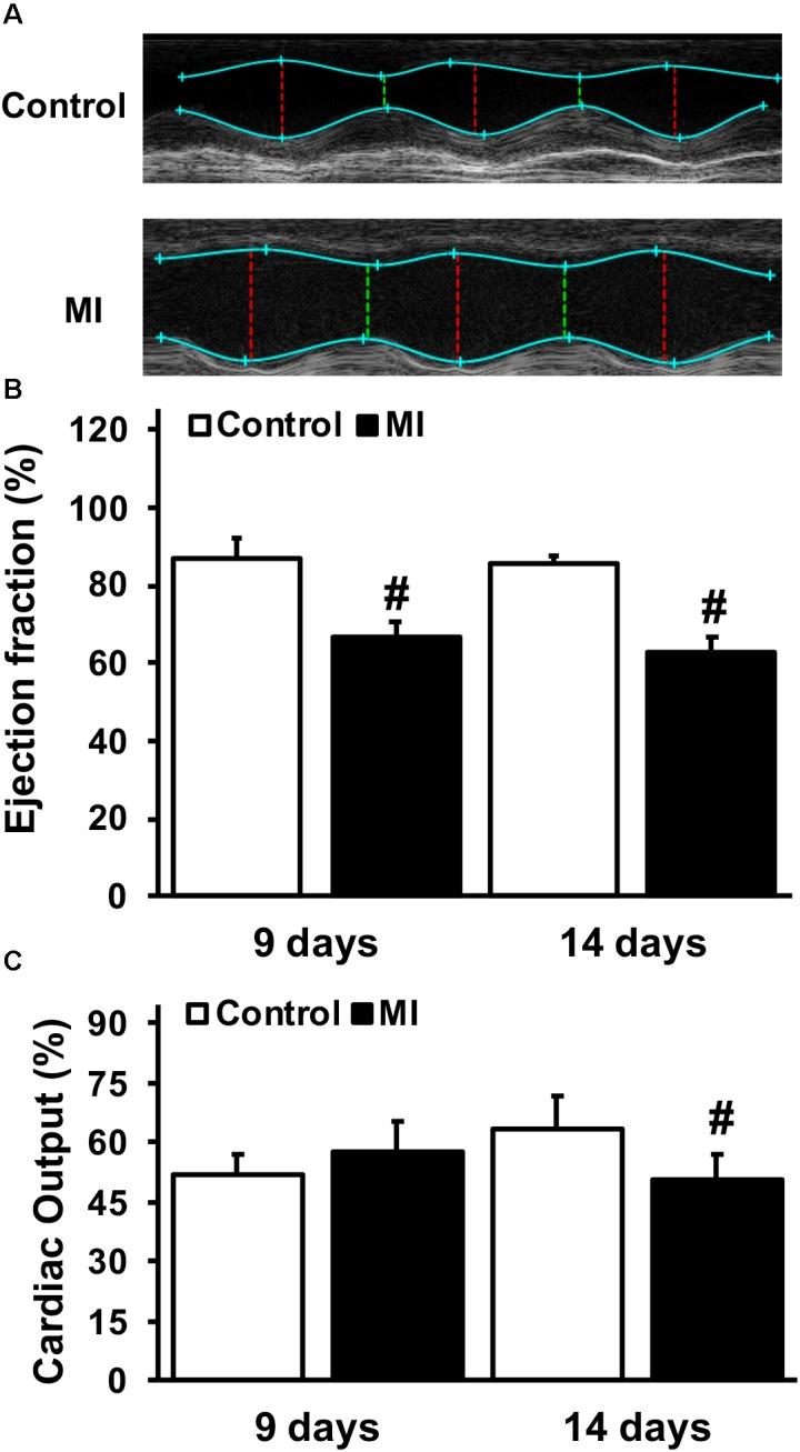 https://cdn.ncbi.nlm.nih.gov/pmc/blobs/abcc/6445869/93275bc3657c/fphys-10-00189-g007.jpg