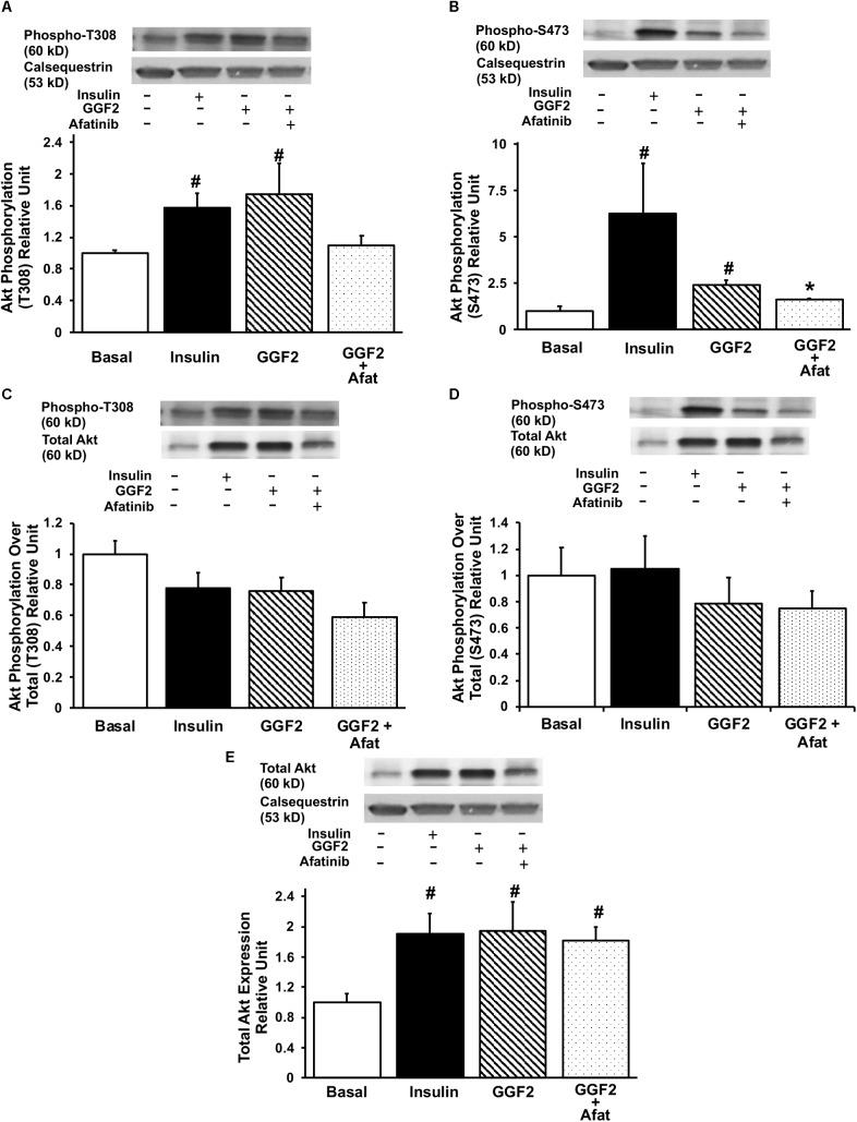 https://cdn.ncbi.nlm.nih.gov/pmc/blobs/abcc/6445869/b583c0ae3e70/fphys-10-00189-g003.jpg