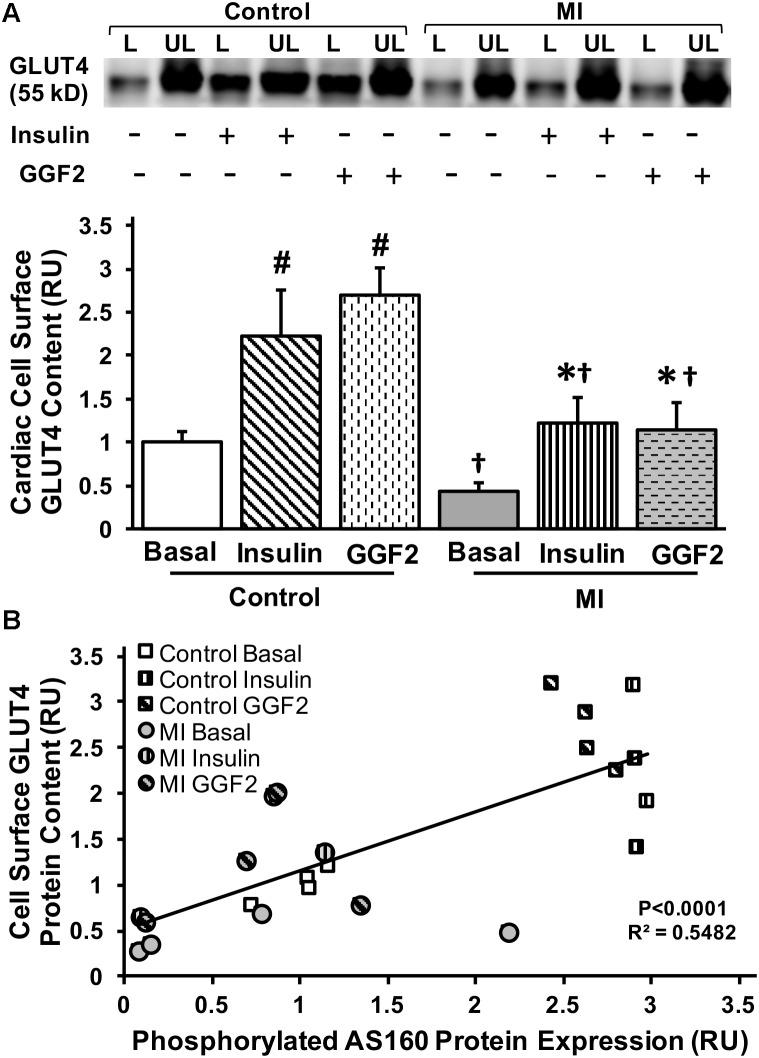 https://cdn.ncbi.nlm.nih.gov/pmc/blobs/abcc/6445869/b93ec26d97e2/fphys-10-00189-g008.jpg
