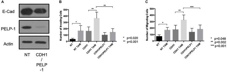 https://cdn.ncbi.nlm.nih.gov/pmc/blobs/abcc/7771710/33a01896923c/oncotarget-11-4722-g007.jpg