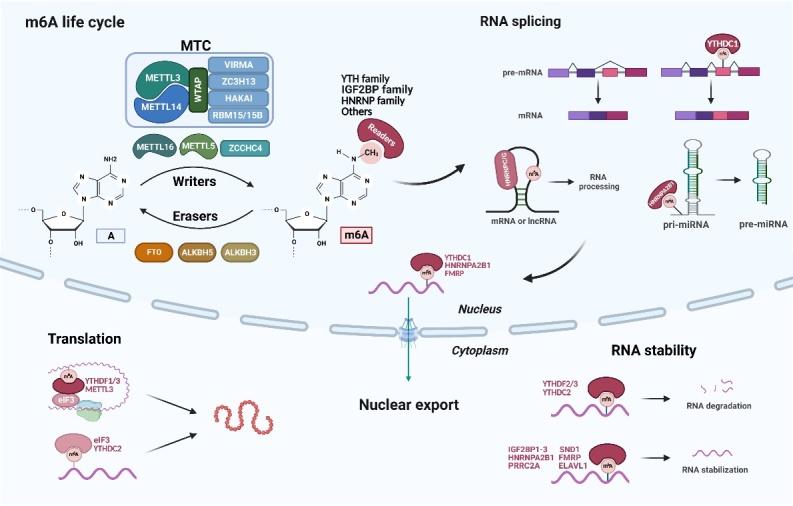 https://cdn.ncbi.nlm.nih.gov/pmc/blobs/abce/11272212/194918ef6b48/AD-15-4-1447-g2.jpg