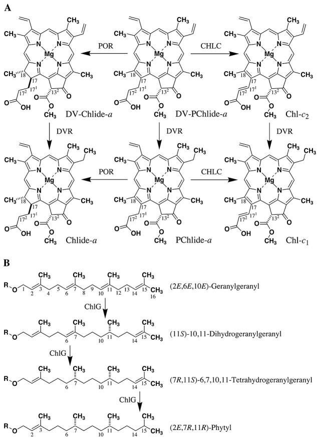 https://cdn.ncbi.nlm.nih.gov/pmc/blobs/abce/11879082/09ff468af5df/pcae094f2.jpg