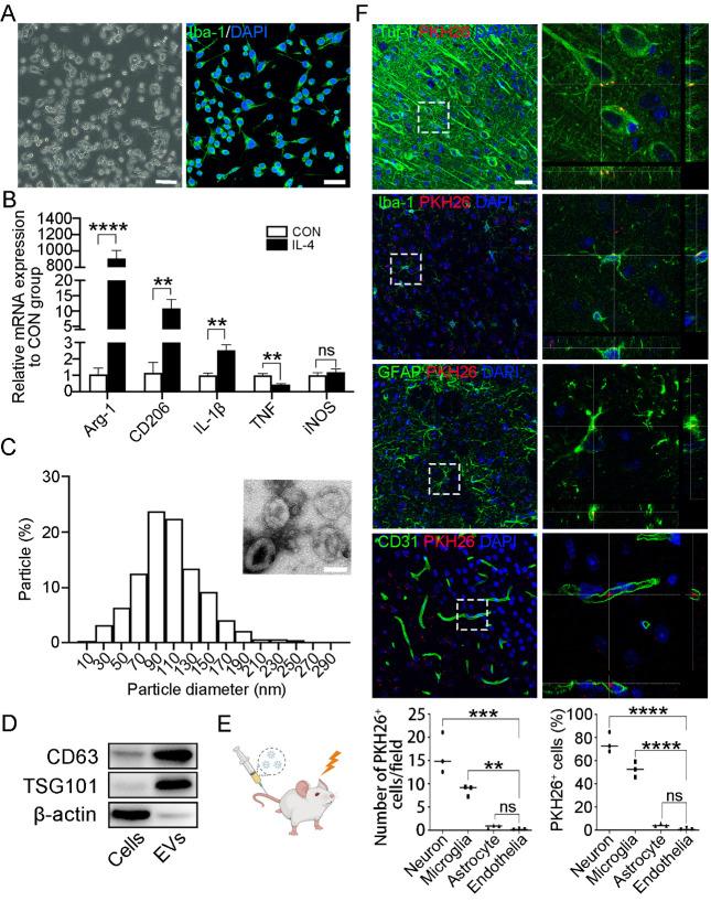 https://cdn.ncbi.nlm.nih.gov/pmc/blobs/abcf/11081152/3f6cab2dce4d/AD-15-3-1344-g1.jpg