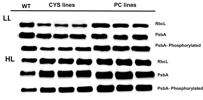 https://cdn.ncbi.nlm.nih.gov/pmc/blobs/abcf/8256631/9c00312a4fbc/erab101_fig6.jpg