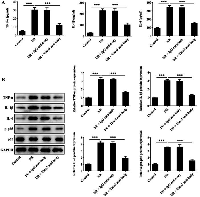 https://cdn.ncbi.nlm.nih.gov/pmc/blobs/abd1/11621861/97723632e8ae/IID3-12-e70084-g005.jpg