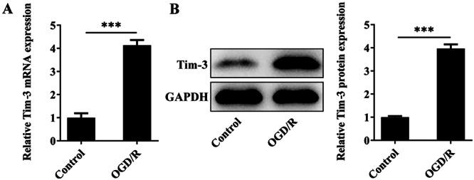 https://cdn.ncbi.nlm.nih.gov/pmc/blobs/abd1/11621861/d25020a0932f/IID3-12-e70084-g002.jpg
