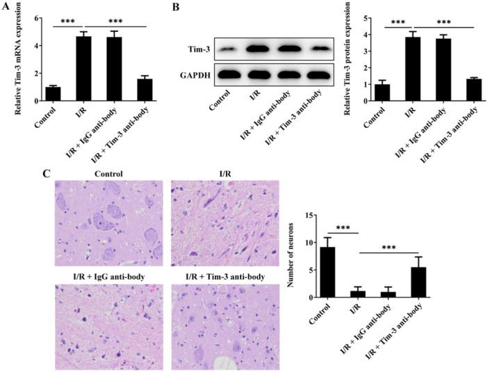 https://cdn.ncbi.nlm.nih.gov/pmc/blobs/abd1/11621861/e5d61c633b2d/IID3-12-e70084-g001.jpg