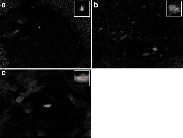 https://cdn.ncbi.nlm.nih.gov/pmc/blobs/abd5/3667061/5ec8cd1cc4c7/1471-2105-14-162-4.jpg