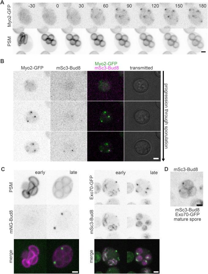 https://cdn.ncbi.nlm.nih.gov/pmc/blobs/abd7/11974964/747b4cfc24d8/mbc-36-ar28-g006.jpg