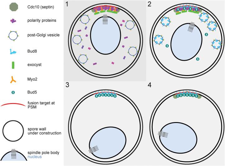 https://cdn.ncbi.nlm.nih.gov/pmc/blobs/abd7/11974964/ed073e6a1014/mbc-36-ar28-g008.jpg