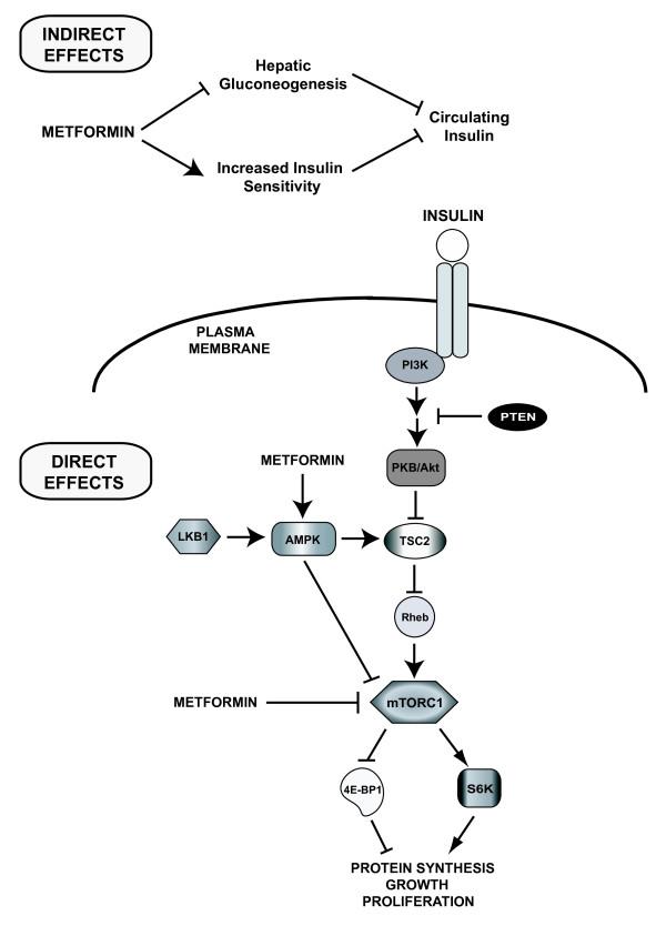 https://cdn.ncbi.nlm.nih.gov/pmc/blobs/abd7/3224599/333e040083e9/1741-7015-9-33-1.jpg