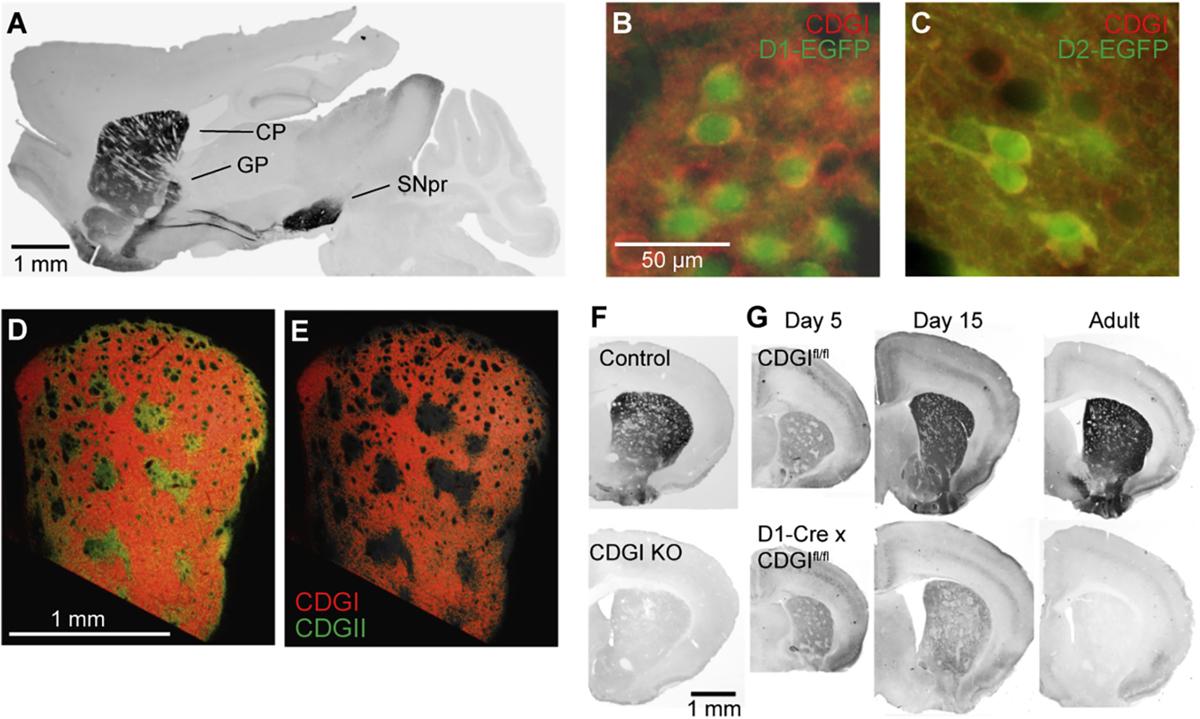https://cdn.ncbi.nlm.nih.gov/pmc/blobs/abda/8486000/db0cbda31a84/nihms-1742260-f0001.jpg
