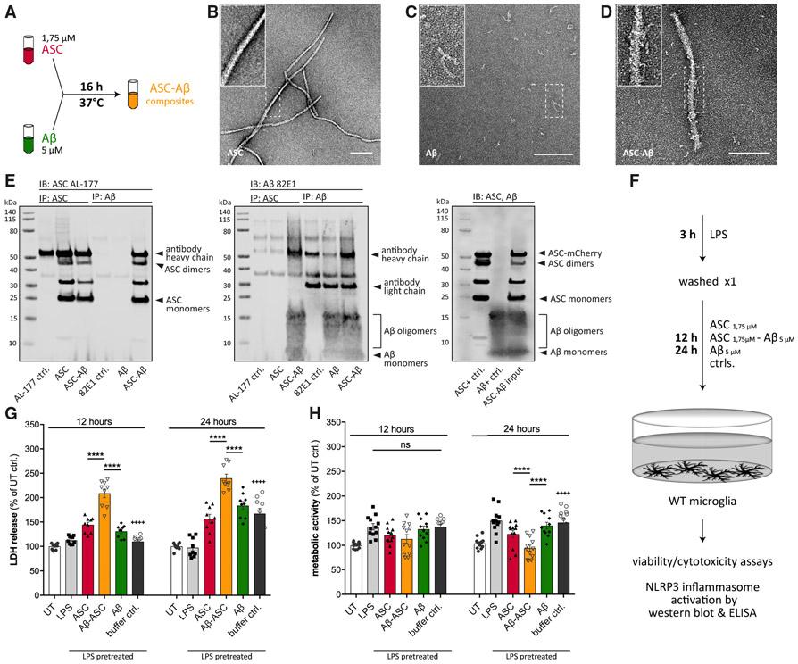 https://cdn.ncbi.nlm.nih.gov/pmc/blobs/abdc/8729885/a4f82b0db1f5/nihms-1686483-f0002.jpg