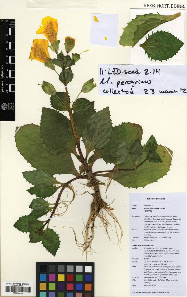 https://cdn.ncbi.nlm.nih.gov/pmc/blobs/abdd/3492922/f0644fea4e24/PhytoKeys-014-001-g001.jpg