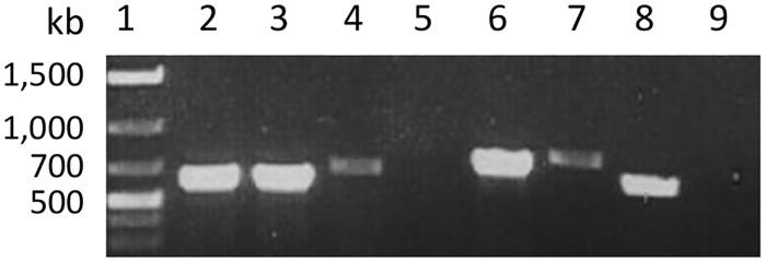 https://cdn.ncbi.nlm.nih.gov/pmc/blobs/abdf/5542559/084e9cd6a3cb/pone.0181998.g001.jpg