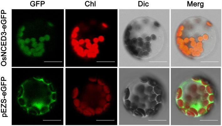 https://cdn.ncbi.nlm.nih.gov/pmc/blobs/abe0/5845534/33e81f9baff1/fpls-09-00162-g0002.jpg