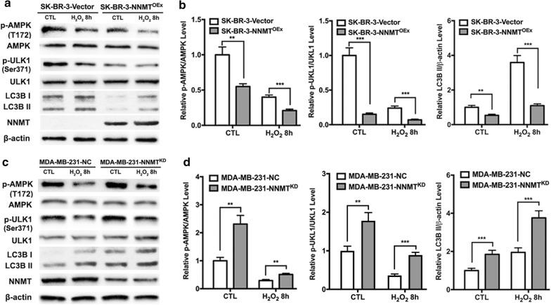 https://cdn.ncbi.nlm.nih.gov/pmc/blobs/abe1/7247246/edd8f54f4bc3/12935_2020_1279_Fig5_HTML.jpg