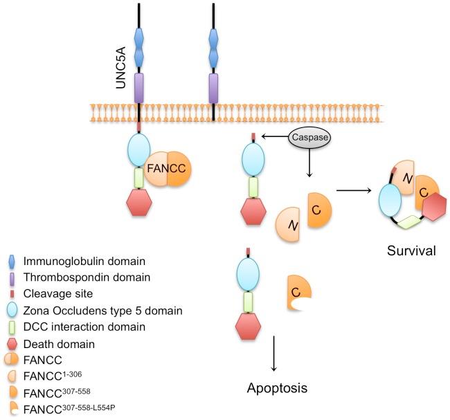 https://cdn.ncbi.nlm.nih.gov/pmc/blobs/abe4/3968024/9aa47853dcf1/pone.0092811.g007.jpg