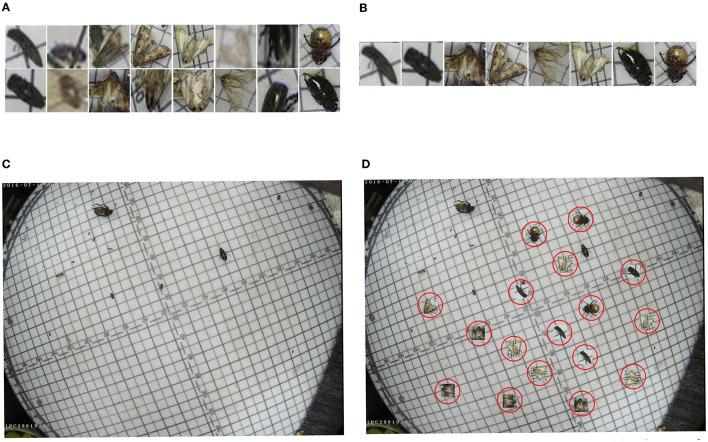 https://cdn.ncbi.nlm.nih.gov/pmc/blobs/abe4/9301456/6d802f2cf12f/fpls-13-939498-g0003.jpg