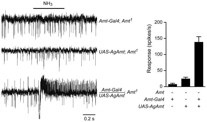 https://cdn.ncbi.nlm.nih.gov/pmc/blobs/abe5/4238959/1ef30c02763e/pgen.1004810.g008.jpg