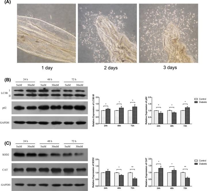 https://cdn.ncbi.nlm.nih.gov/pmc/blobs/abe8/7109002/5a103f02eefc/bsr-40-bsr20193006-g3.jpg