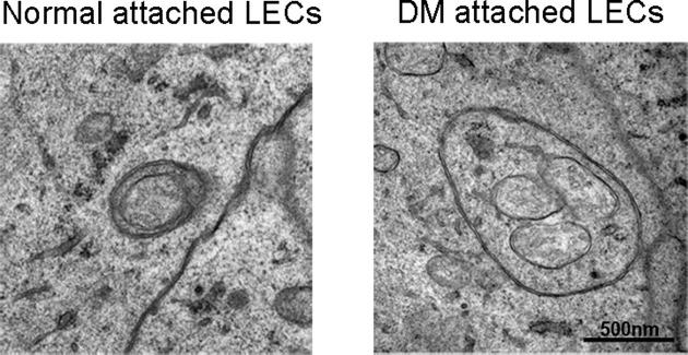 https://cdn.ncbi.nlm.nih.gov/pmc/blobs/abe8/7109002/a95f8e453f1d/bsr-40-bsr20193006-g1.jpg