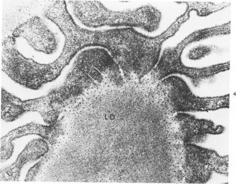 https://cdn.ncbi.nlm.nih.gov/pmc/blobs/abea/1903538/18954fdcb86f/amjpathol00228-0212-b.jpg