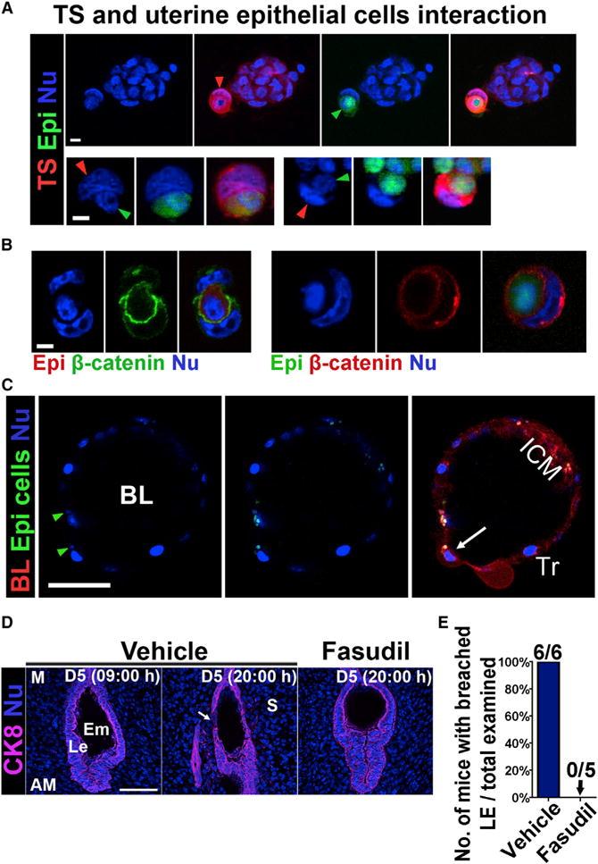 https://cdn.ncbi.nlm.nih.gov/pmc/blobs/abeb/5089169/a7224be29e4a/nihms825134f4.jpg