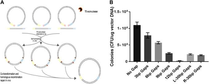 https://cdn.ncbi.nlm.nih.gov/pmc/blobs/abee/10457141/731cff1c9f8c/fbioe-11-1167534-g004.jpg