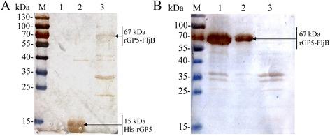 https://cdn.ncbi.nlm.nih.gov/pmc/blobs/abf0/4489122/75095f592111/12917_2015_439_Fig4_HTML.jpg