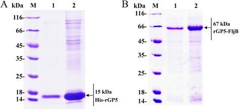 https://cdn.ncbi.nlm.nih.gov/pmc/blobs/abf0/4489122/ffa99b4223e9/12917_2015_439_Fig3_HTML.jpg