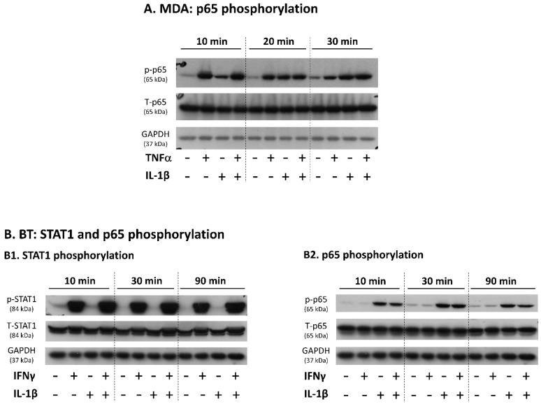 https://cdn.ncbi.nlm.nih.gov/pmc/blobs/abf0/9323351/311304b9006d/cancers-14-03513-g004.jpg