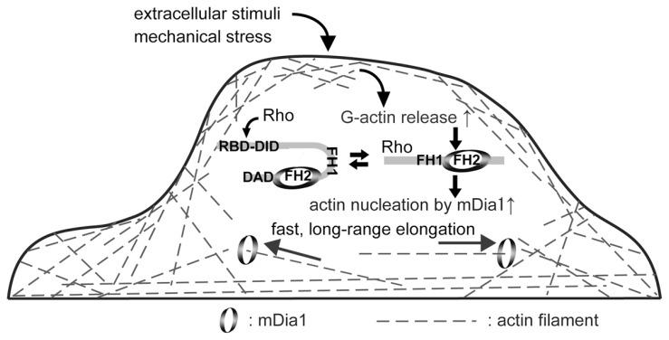 https://cdn.ncbi.nlm.nih.gov/pmc/blobs/abf1/3417570/794d7d94f029/pjab-86-062-g007.jpg