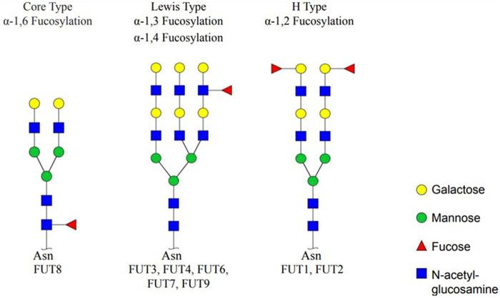 https://cdn.ncbi.nlm.nih.gov/pmc/blobs/abf7/11165149/2ded255e3b91/fmolb-11-1403727-g001.jpg